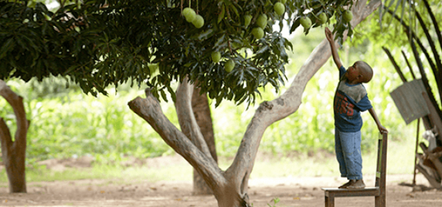 Boy reaching for fruit